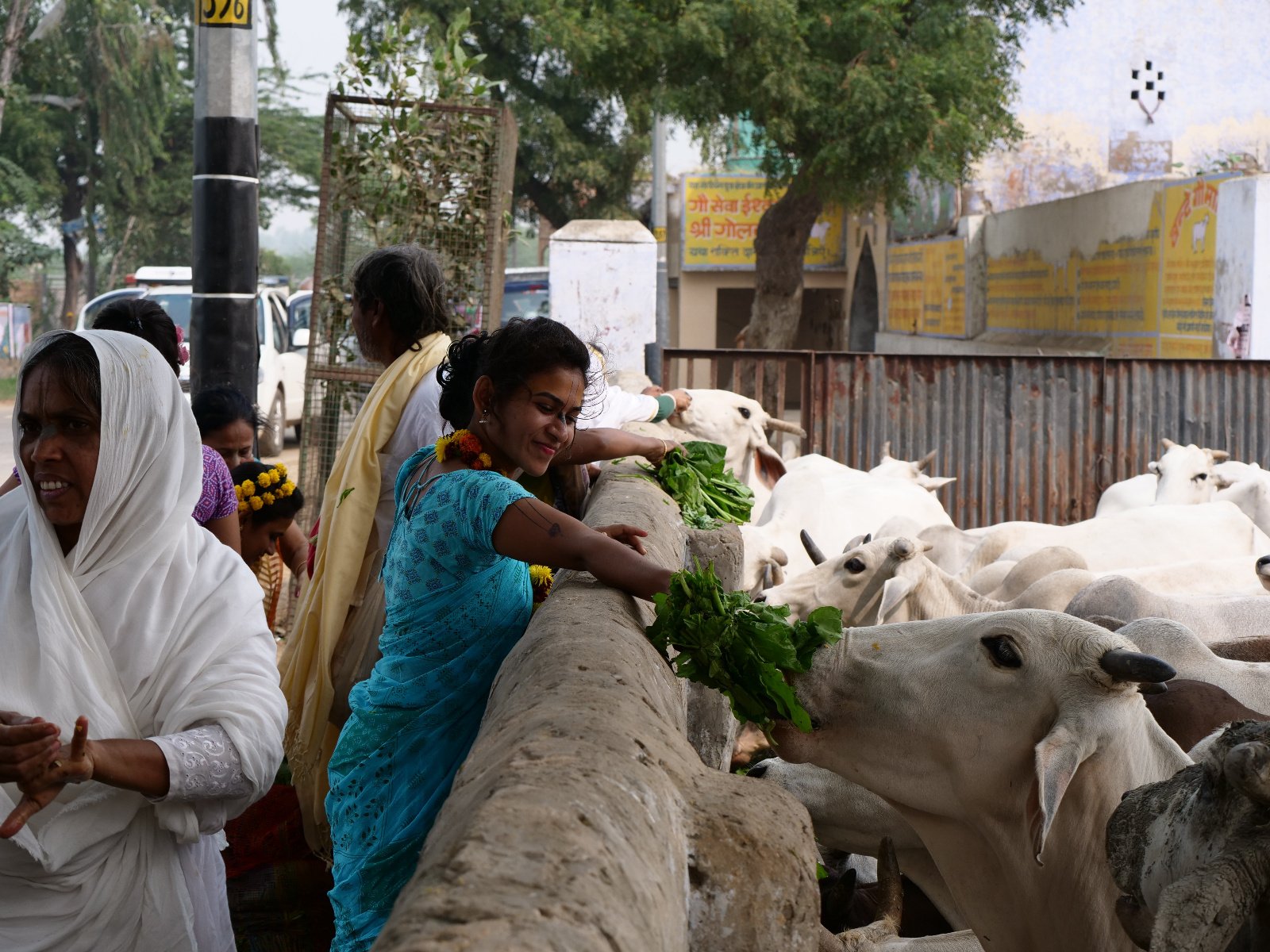  225 Gopashtami Radha kunda Govardhan 19.11.04
